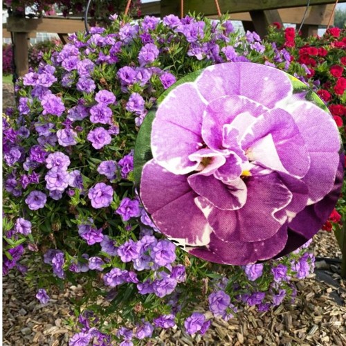Calibrachoa Calita® 'Double Blue Splash' - Puispetuunia Calita® 'Double Blue Splash' P9/0,55L